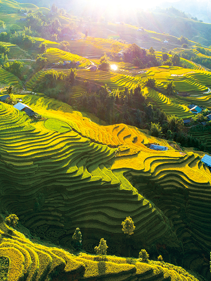 Rizieres-en-terrasse-du-Vietnam